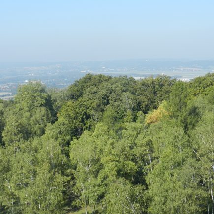 Widok na Las Wolski z kopca Piłsudskiego